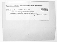 Alternaria solani image